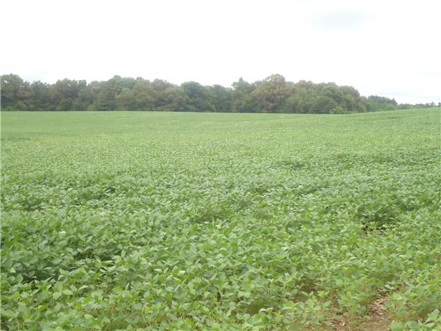 1 Fountain Grove Road Morrison, TN 37357 - Photo 1 of 2 a view of an outdoor space and a yard