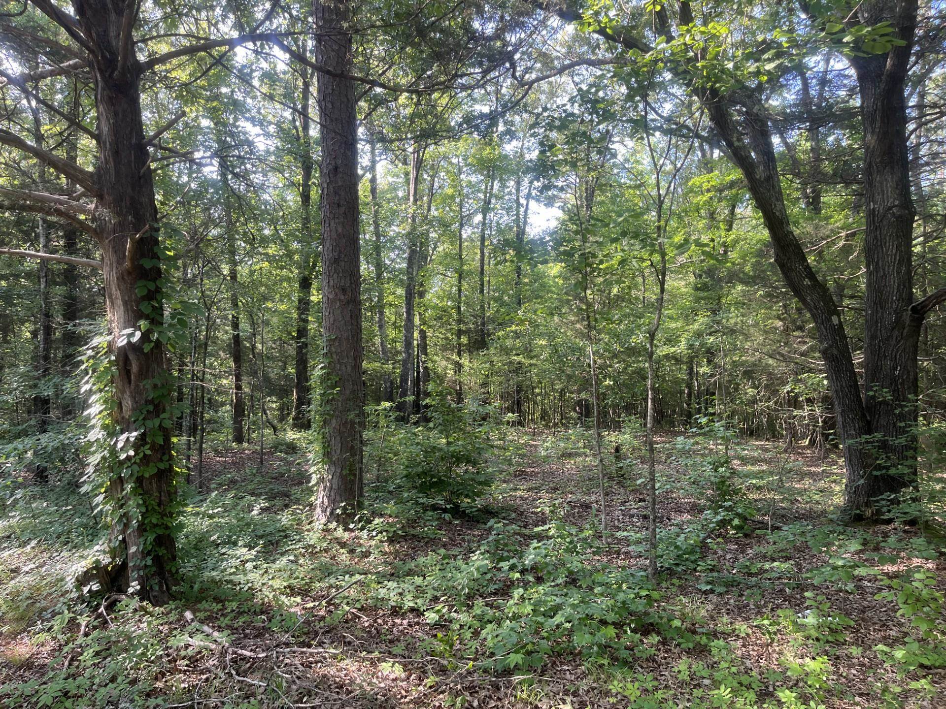 0 North County Road 100 Road North Walnut, MS 38683 - Photo 2 of 12 View of wooded area