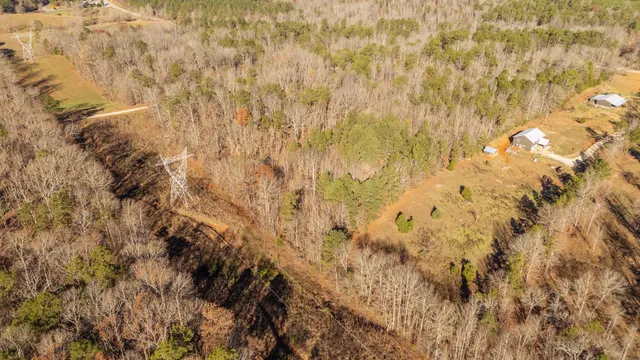 a close up of a tree
