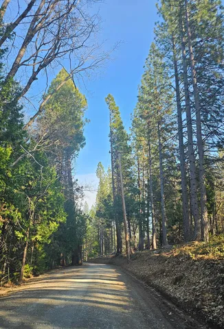 a view of a forest filled with trees