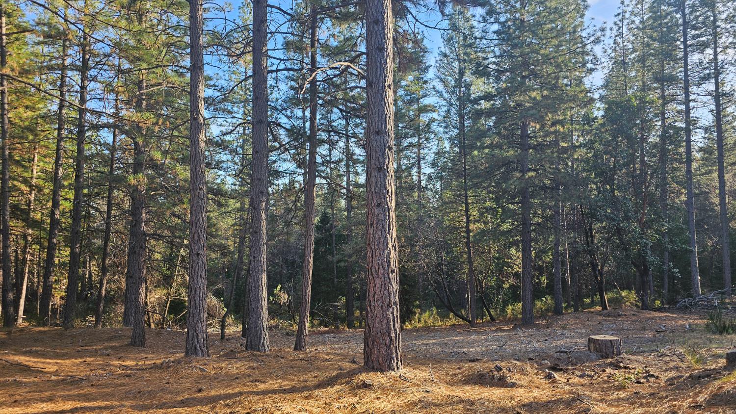 2801 Harkness Street Georgetown, CA 95634 - Photo 3 of 10