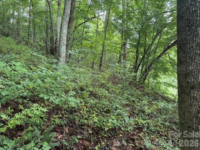 Tbd Meadow Fork Road Hot Springs, NC 28743 - Photo 9 of 20
