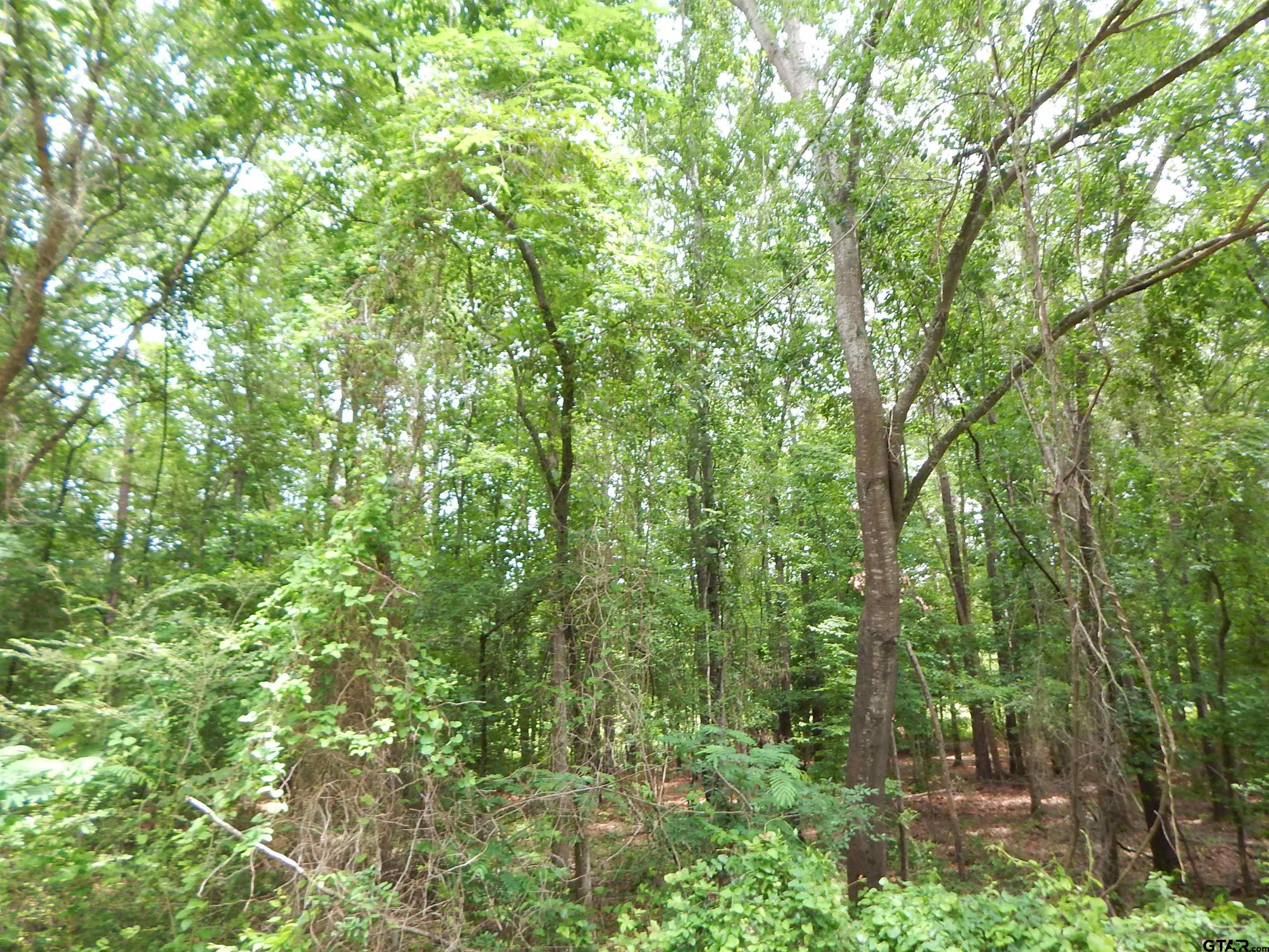 Tbd 15-acres Tbd 15-acres Locust Road Gilmer, TX 75645 - Photo 6 of 8 a view of a lush green forest