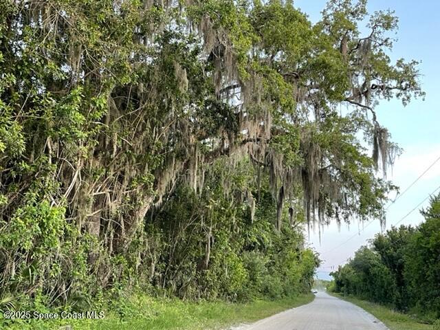 a view of a forest with a tree