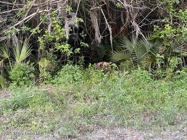 3265 Hammock Road Mims, FL 32754 - Photo 11 of 17 a close up of a plant in a garden