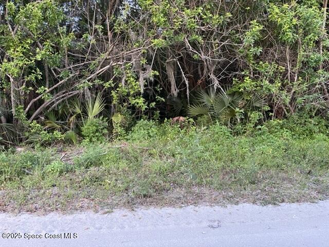 3265 Hammock Road Mims, FL 32754 - Photo 12 of 17 a view of a forest with a tree