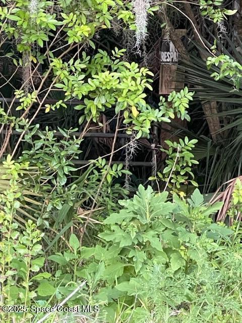 3265 Hammock Road Mims, FL 32754 - Photo 10 of 17 a view of a plant in a garden