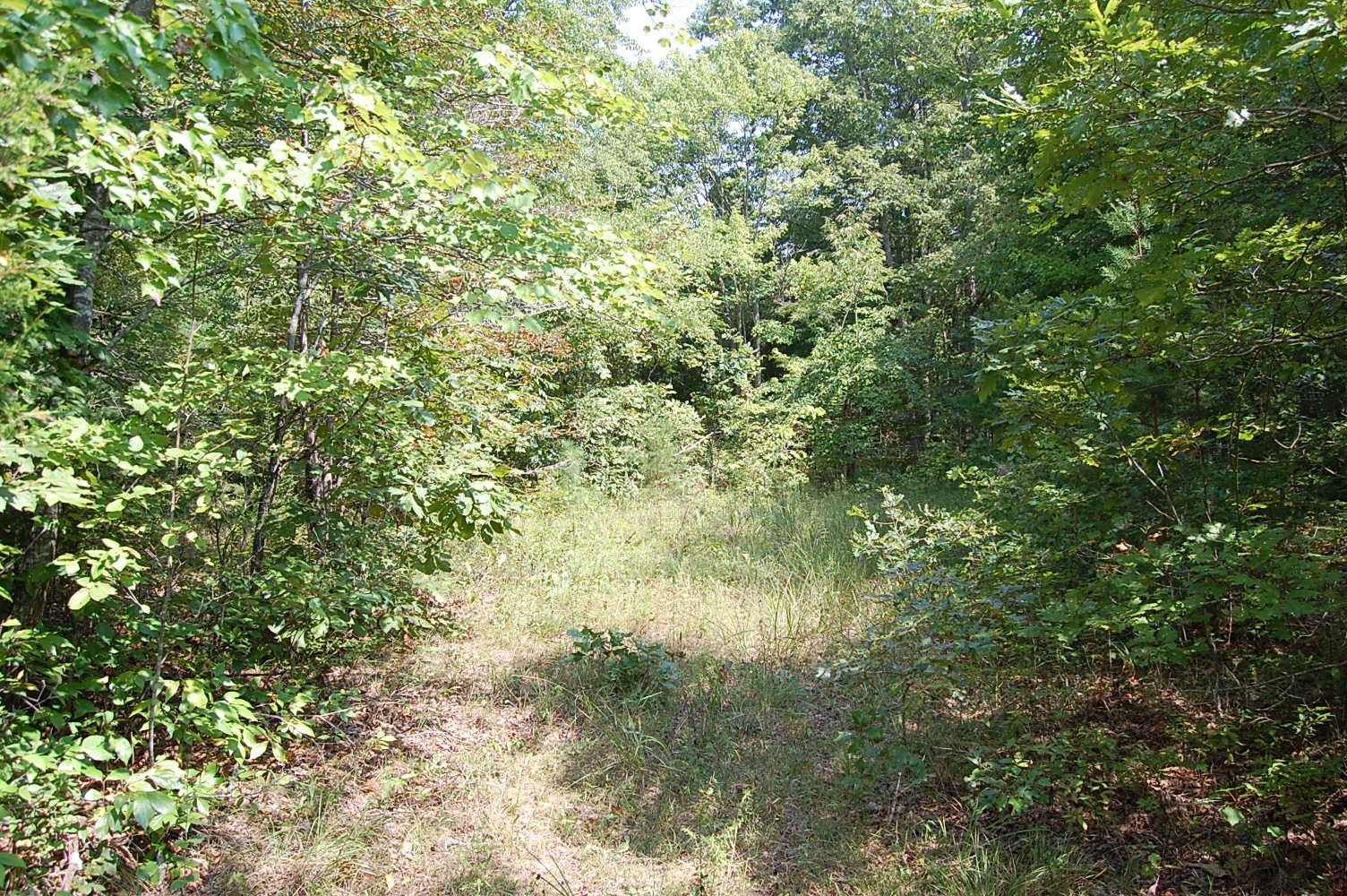 16 Green Pond Road Dunlap, TN 37327 - Photo 3 of 13