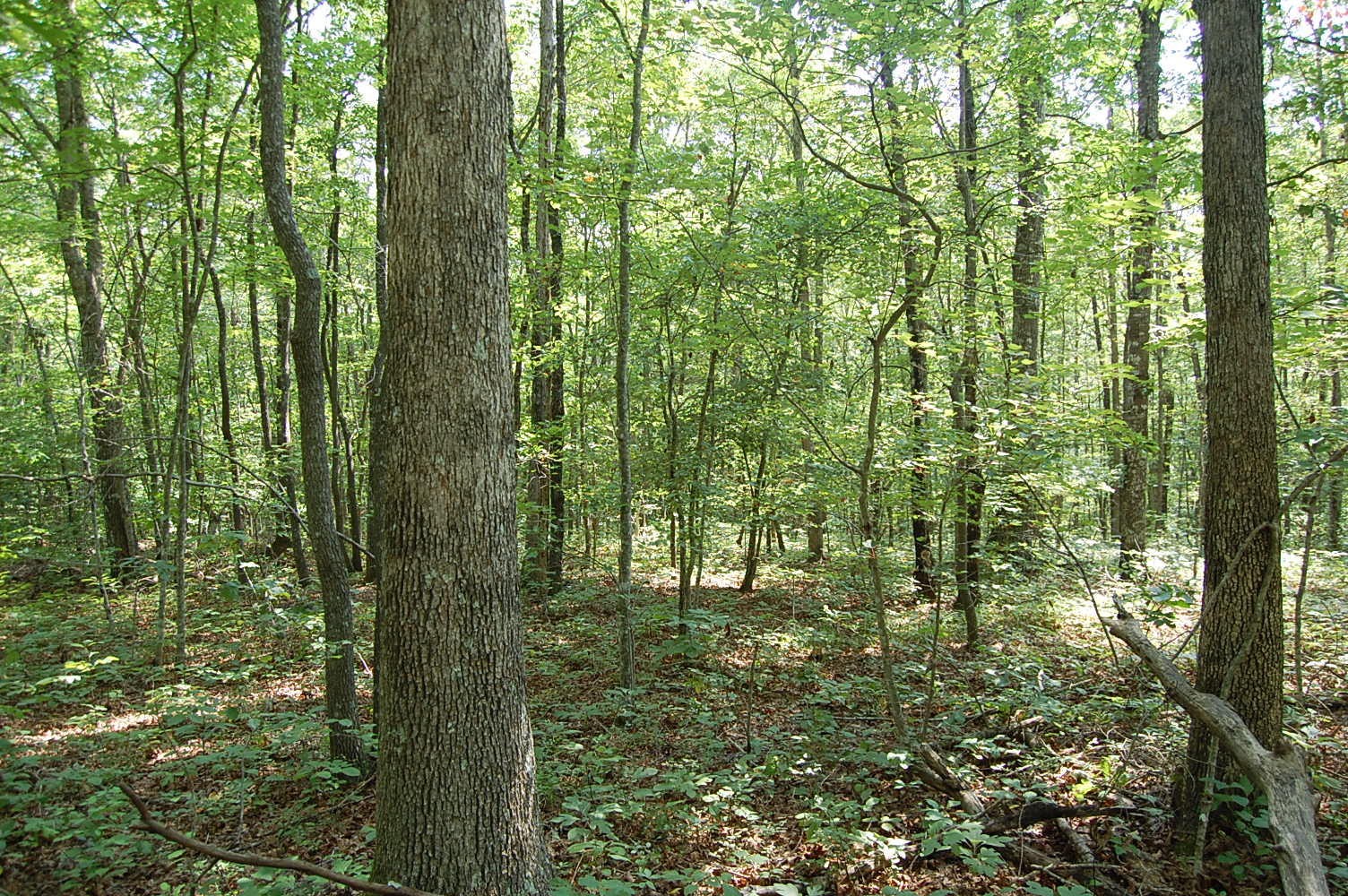 16 Green Pond Road Dunlap, TN 37327 - Photo 5 of 13