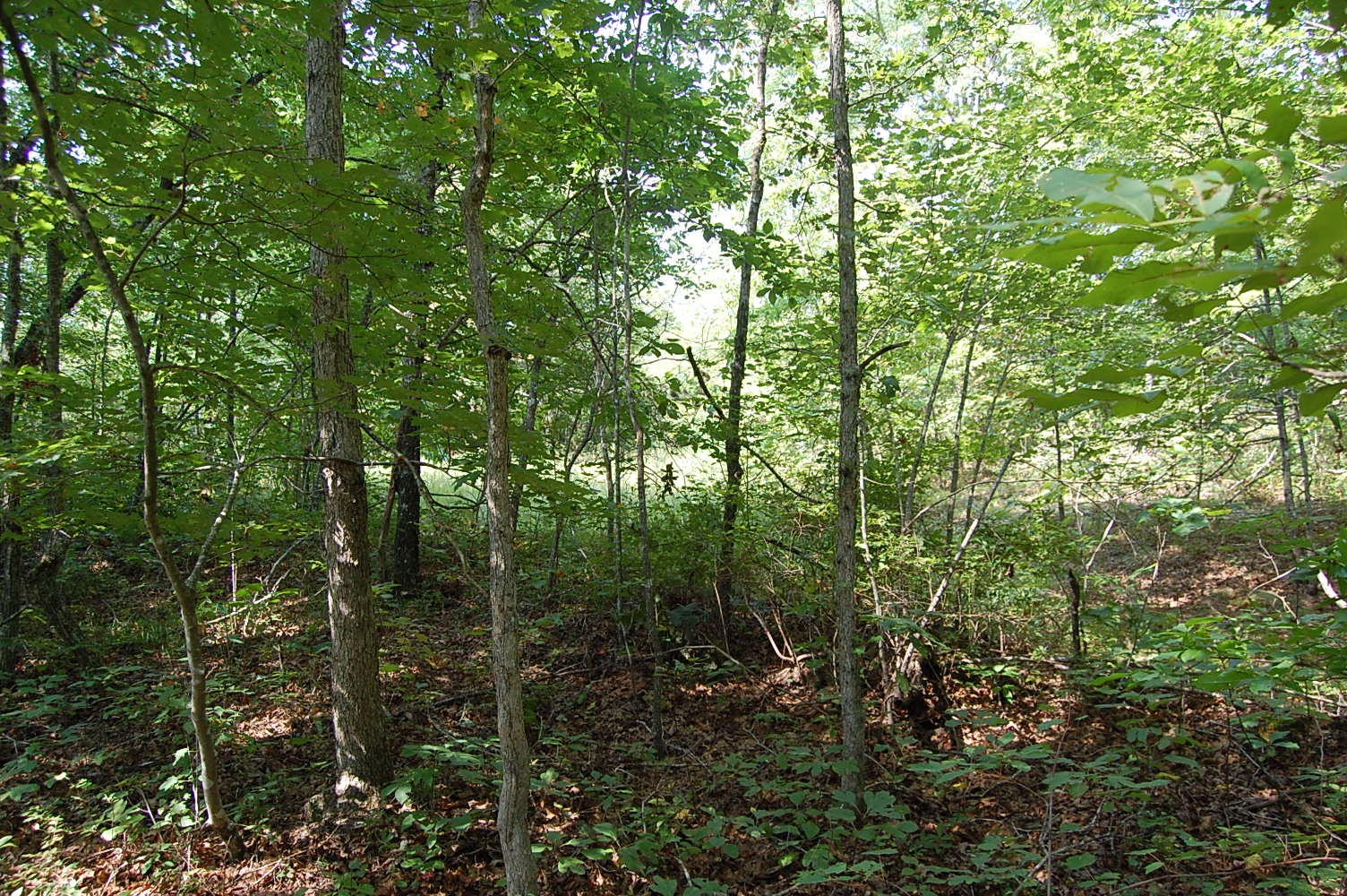 16 Green Pond Road Dunlap, TN 37327 - Photo 8 of 13