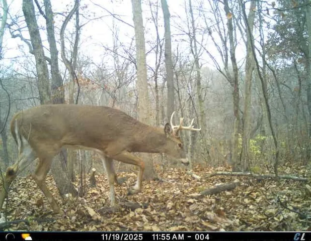 $295,000 | 0 North Elizabeth Scales Mound Road, Elizabeth, IL 61028