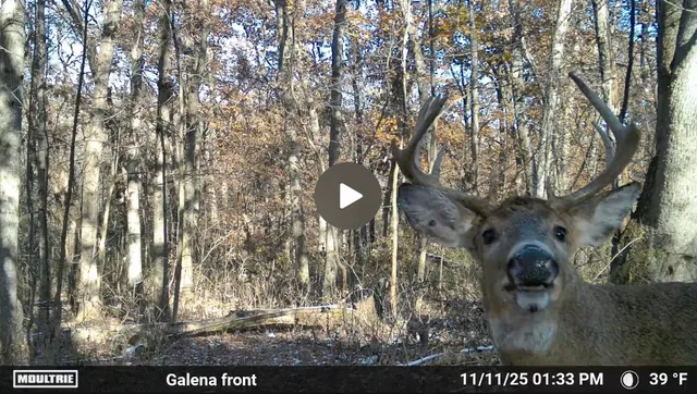 $295,000 | 0 North Elizabeth Scales Mound Road, Elizabeth, IL 61028