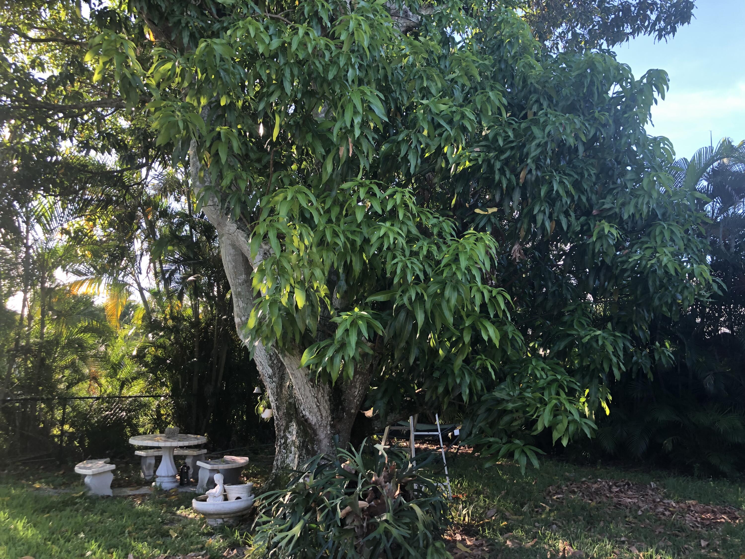 19532 Carolina Circle Boca Raton, FL 33434 - Photo 32 of 41 Oversized fruit trees