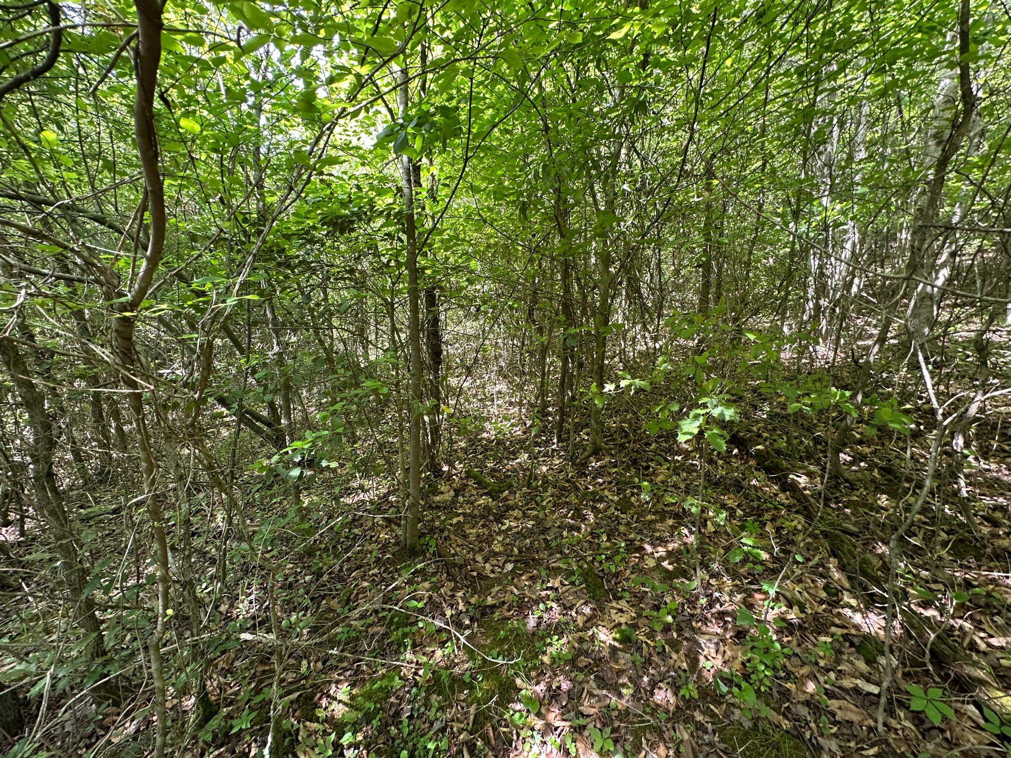 1802 River Road Williamsburg, KY 40769 - Photo 16 of 59 Woods