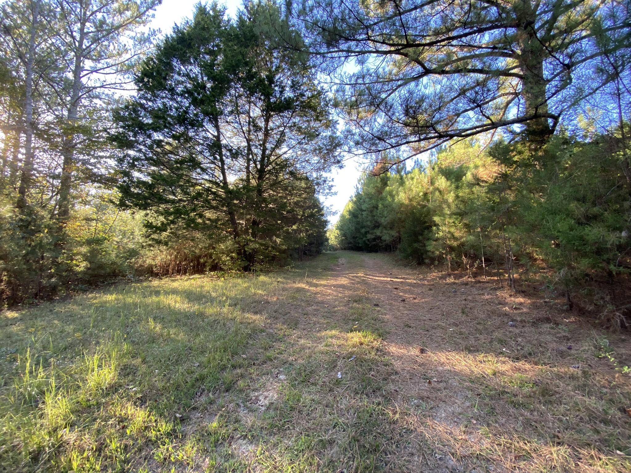 0 Spring Creek Road Lawrenceburg, TN 38464 - Photo 1 of 35 a view of a yard with a tree