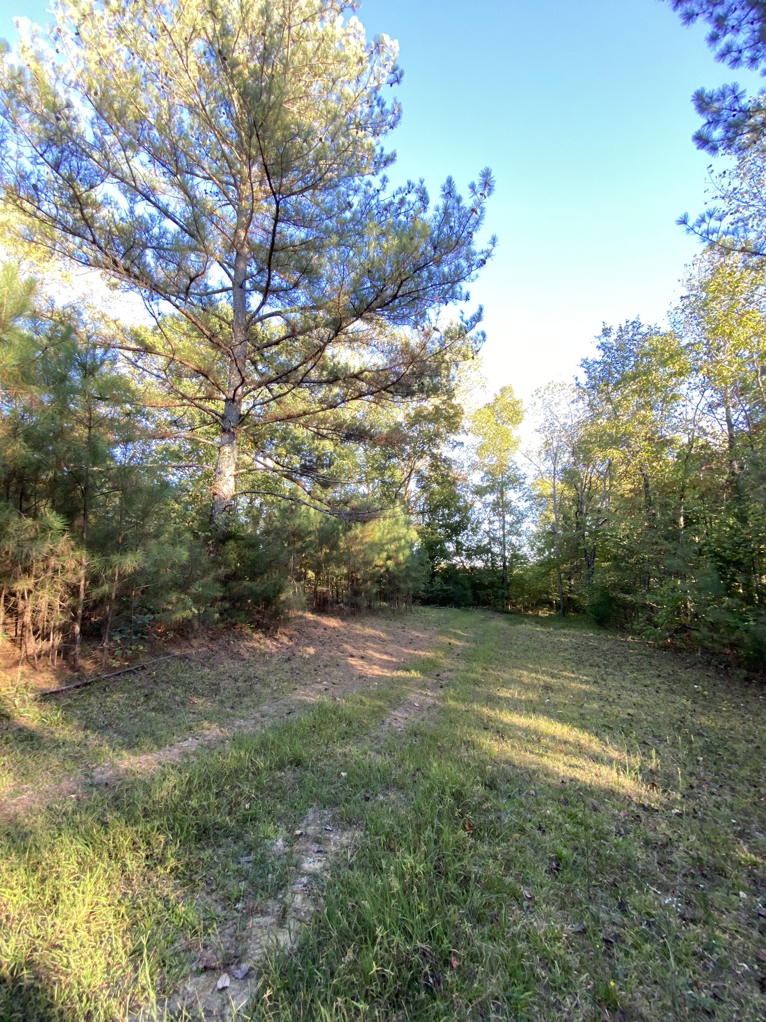 0 Spring Creek Road Lawrenceburg, TN 38464 - Photo 14 of 35 a view of a field with trees