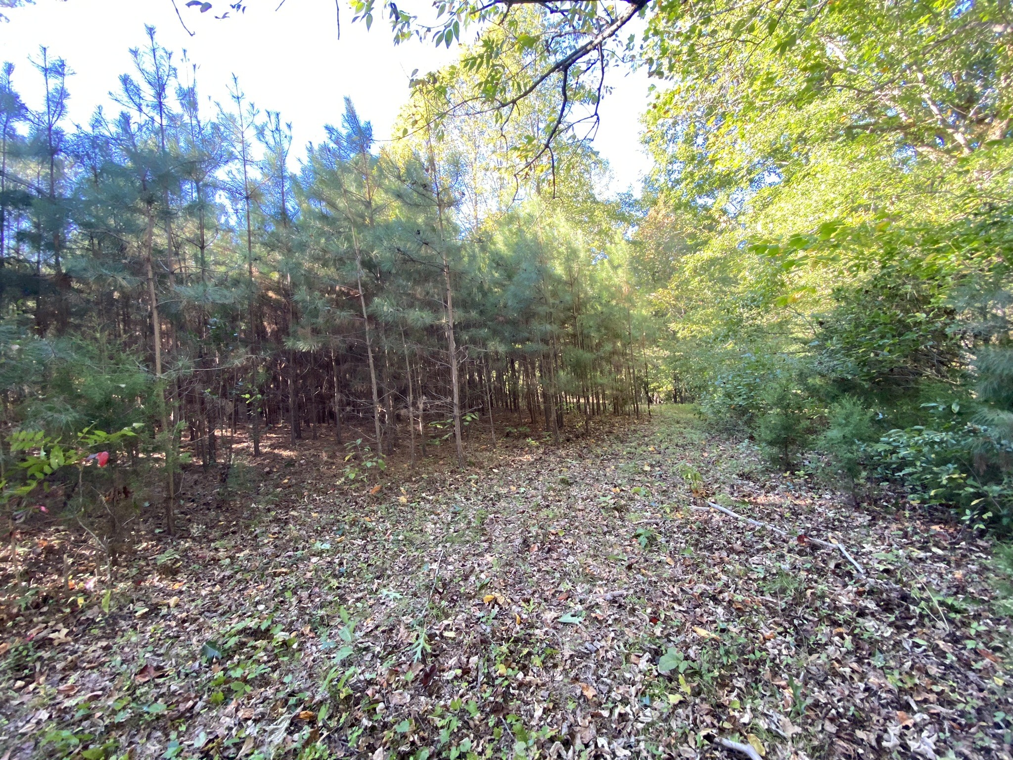0 Spring Creek Road Lawrenceburg, TN 38464 - Photo 15 of 35 a view of a forest with trees in the background