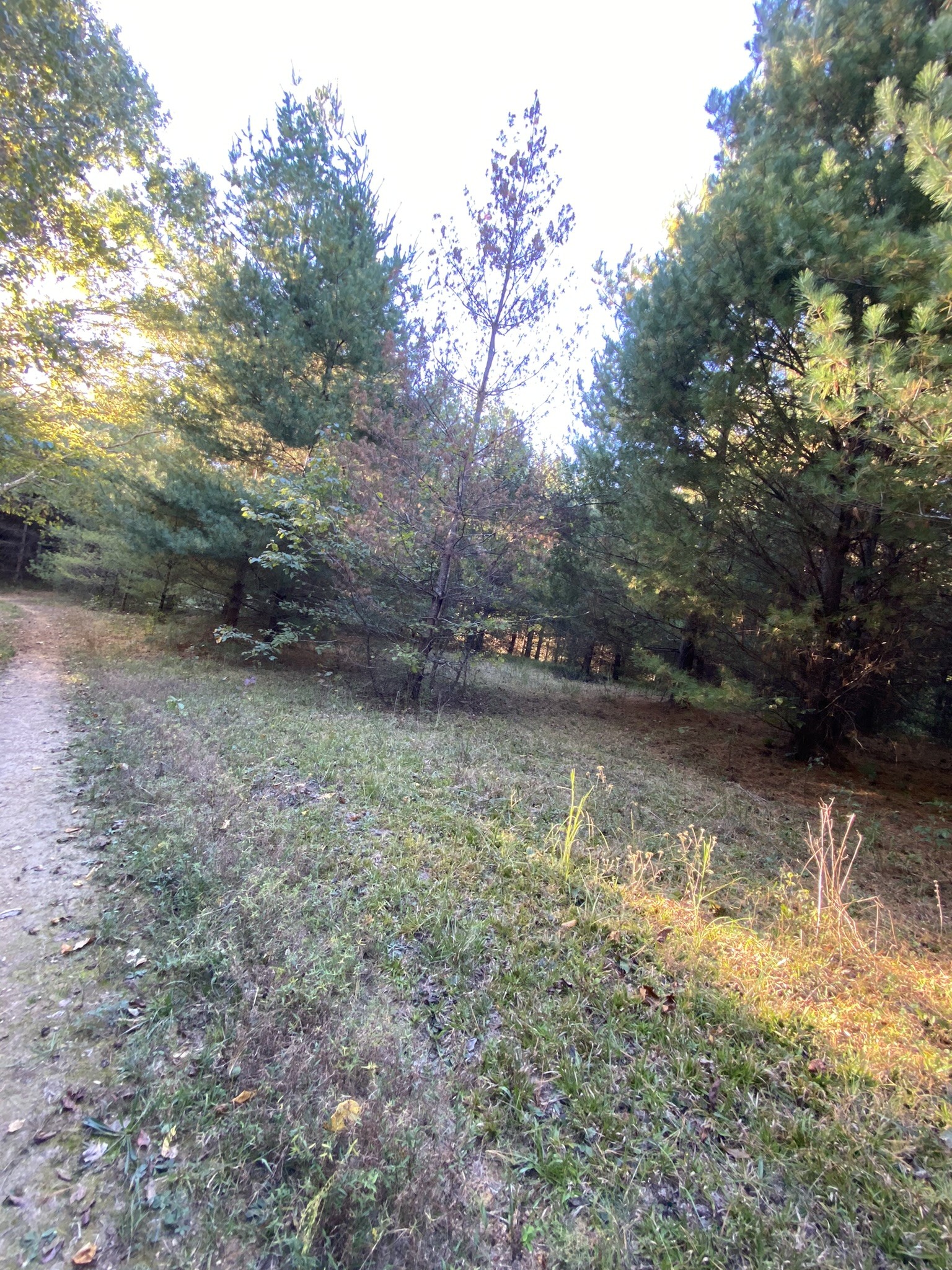 0 Spring Creek Road Lawrenceburg, TN 38464 - Photo 18 of 35 a view of a yard with a tree