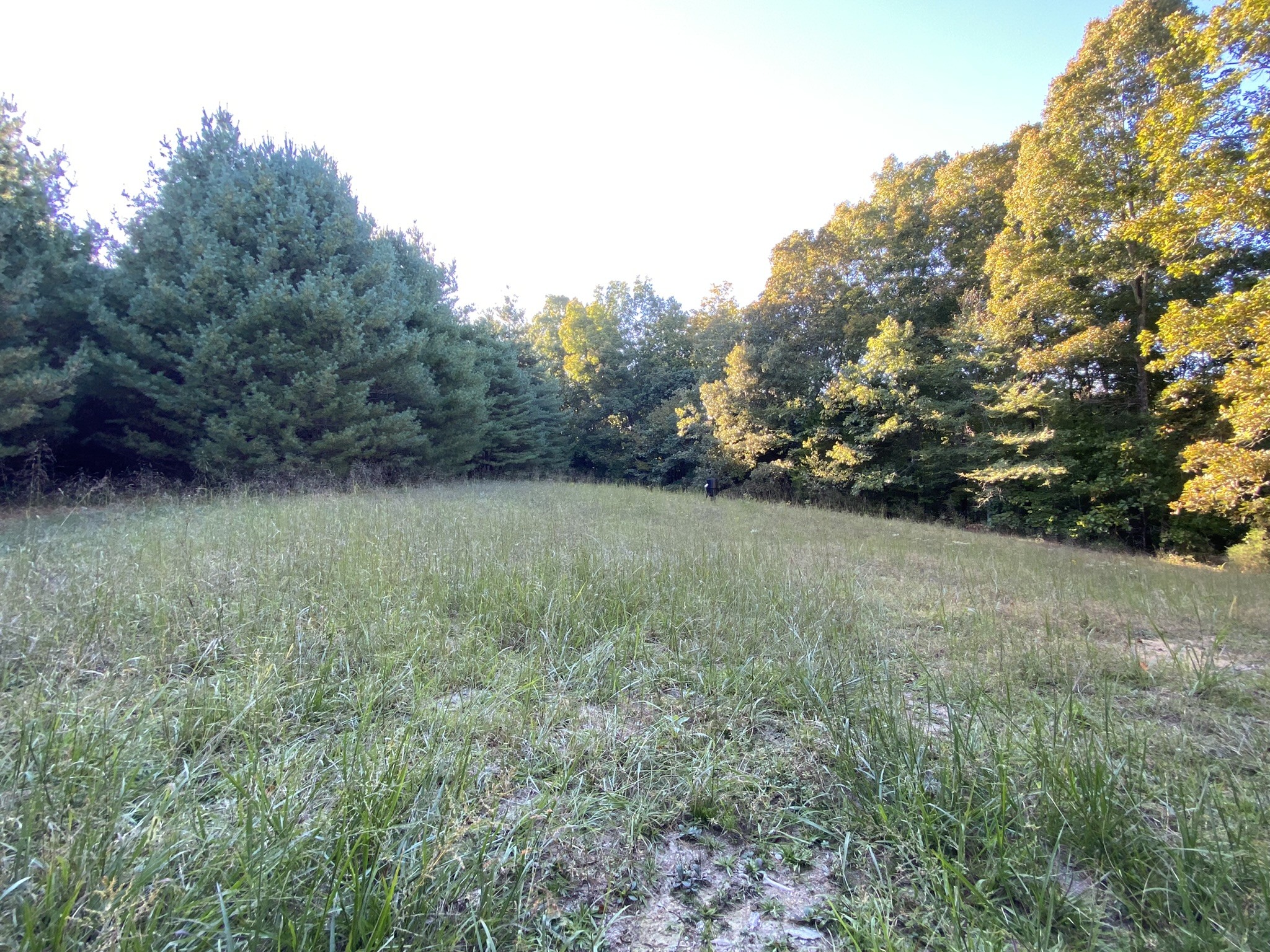 0 Spring Creek Road Lawrenceburg, TN 38464 - Photo 19 of 35 a view of a grassy field with trees
