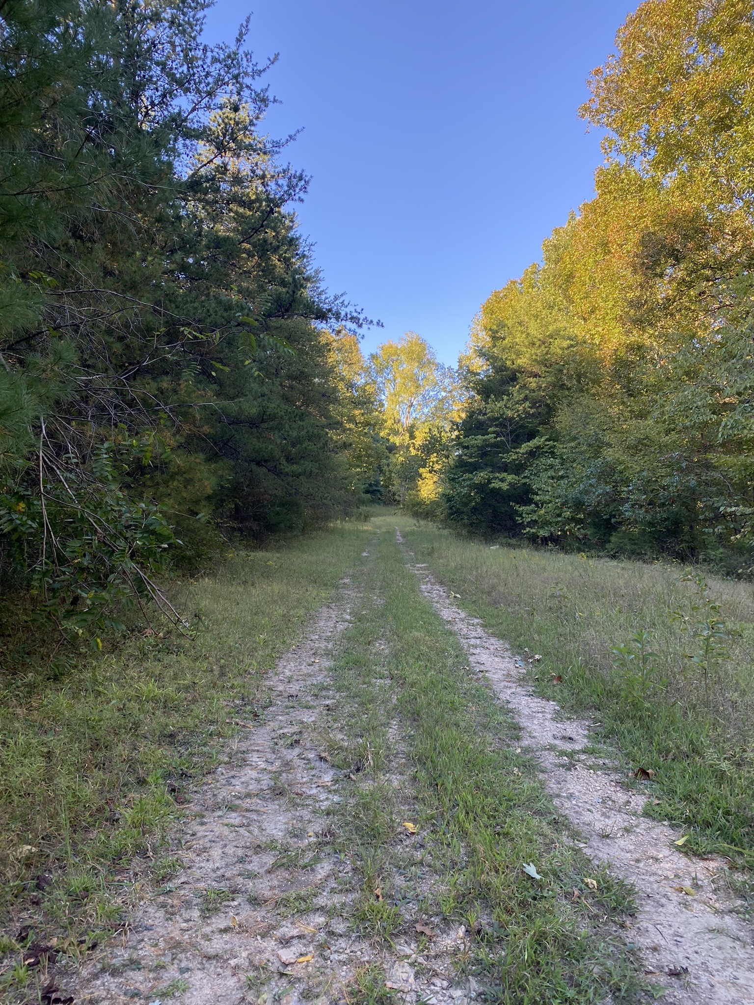 0 Spring Creek Road Lawrenceburg, TN 38464 - Photo 23 of 35 a view of a yard with trees