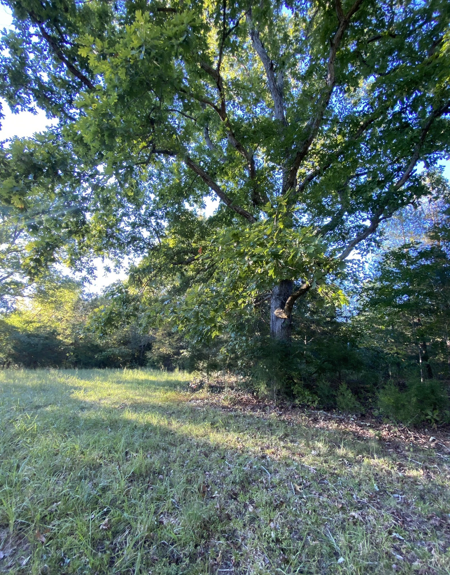 0 Spring Creek Road Lawrenceburg, TN 38464 - Photo 26 of 35 a view of outdoor space and yard