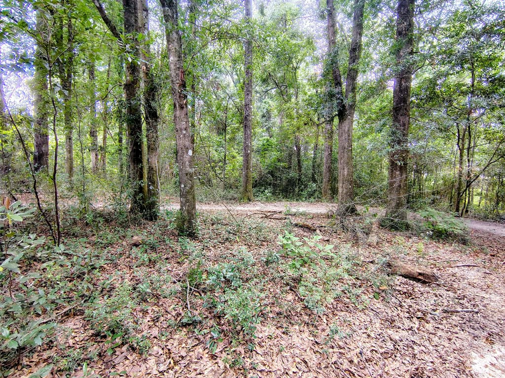 0 Baker Avenue Geneva, AL 36340 - Photo 2 of 8