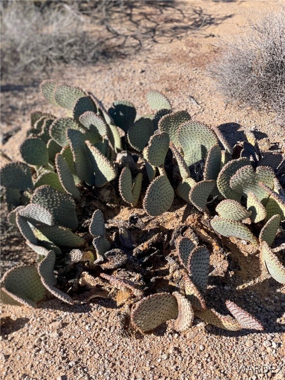 540 South Wild Bill Road Yucca, AZ 86438 - Photo 14 of 17 Other