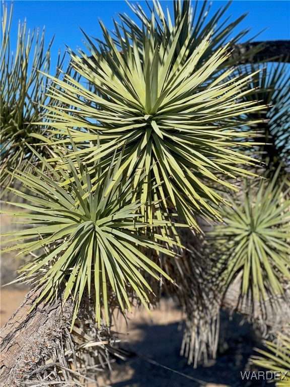 540 South Wild Bill Road Yucca, AZ 86438 - Photo 5 of 17 Other