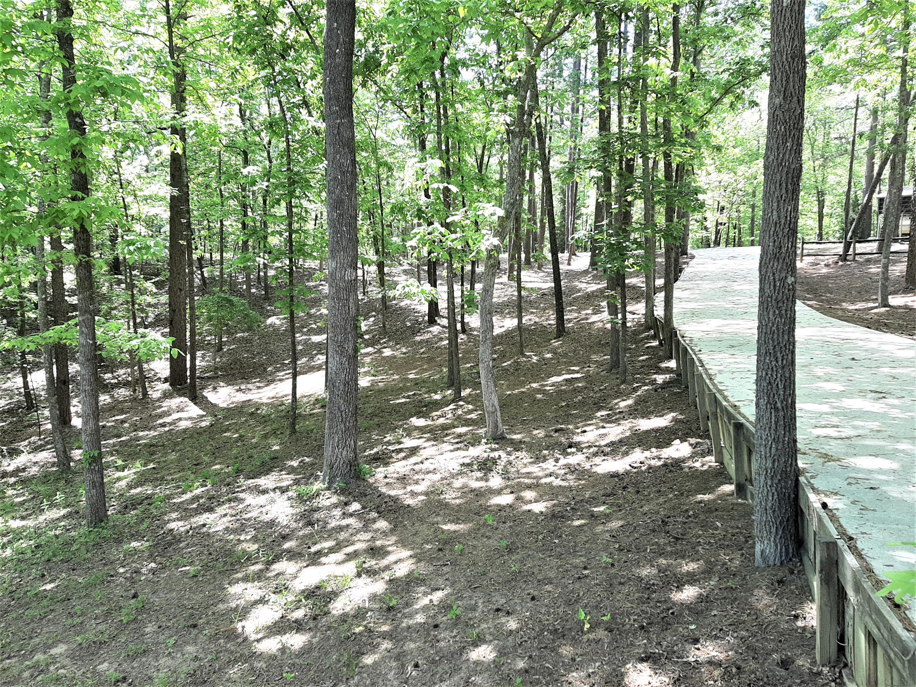 334 Overton Road Santee, SC 29142 - Photo 19 of 19 Wooded landscape