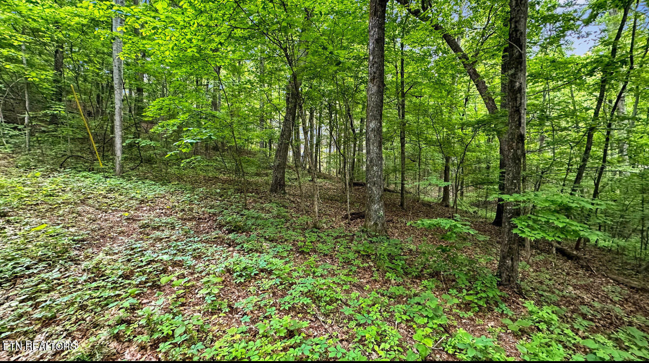 Lot 1 Graves Hollow Road Maynardville, TN 37807 - Photo 4 of 5 IMG_5708