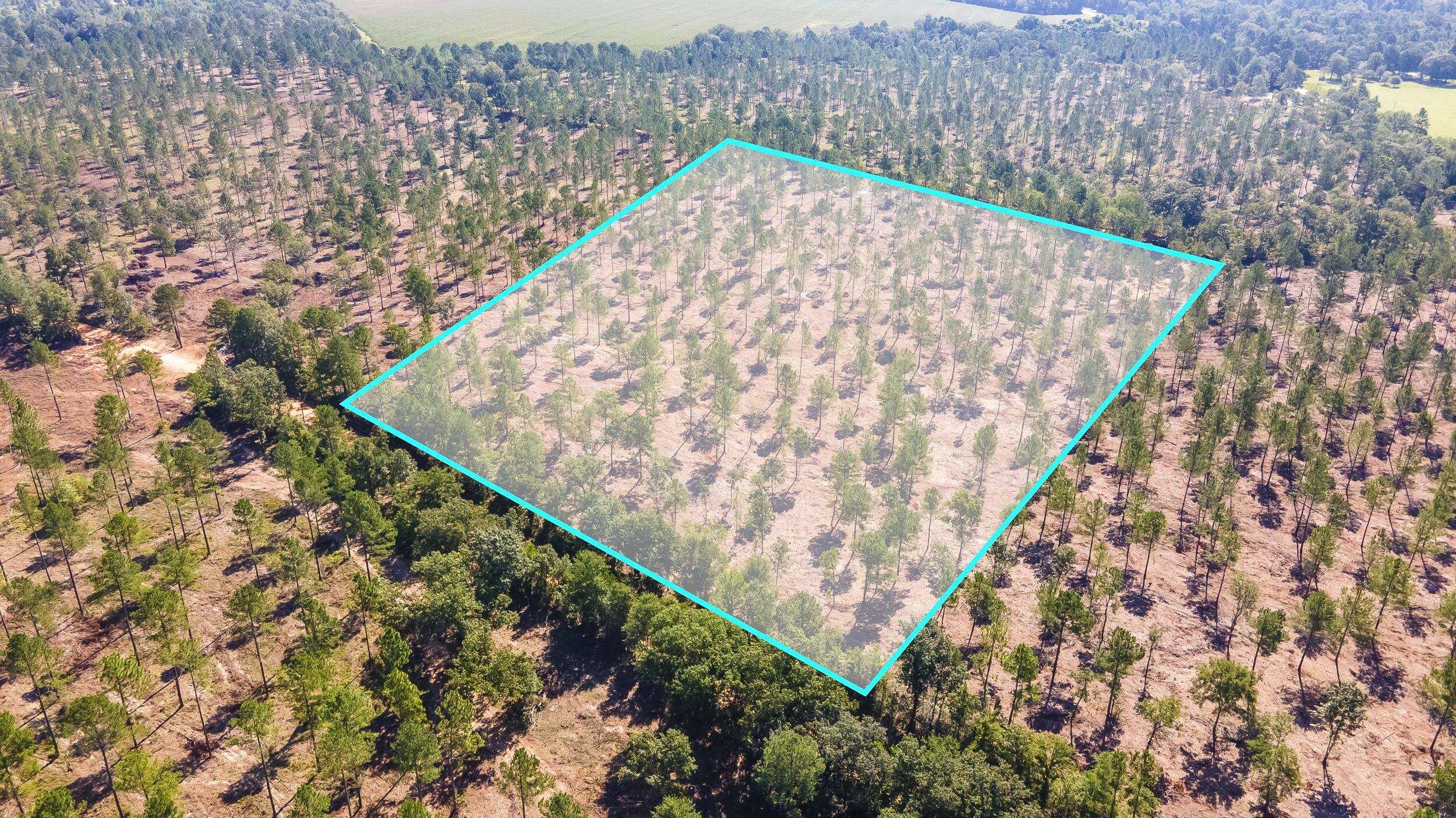 Lot 5