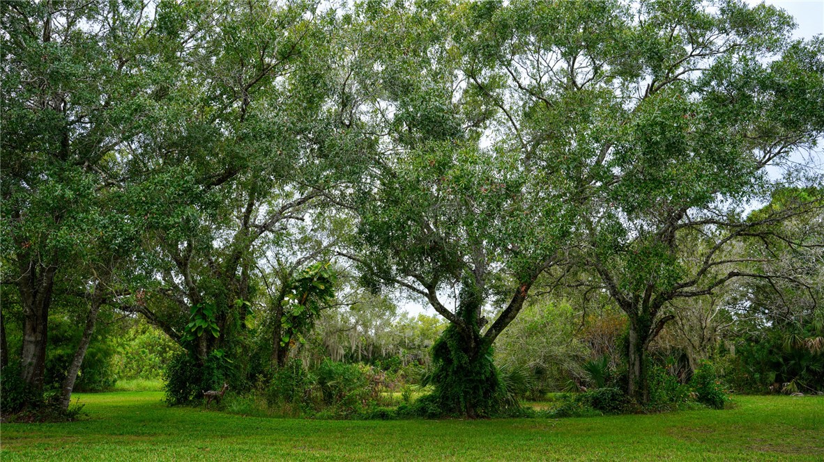 4761 Jorgensen Road Fort Pierce, FL 34981 - Photo 24 of 26 a view of a trees with a yard