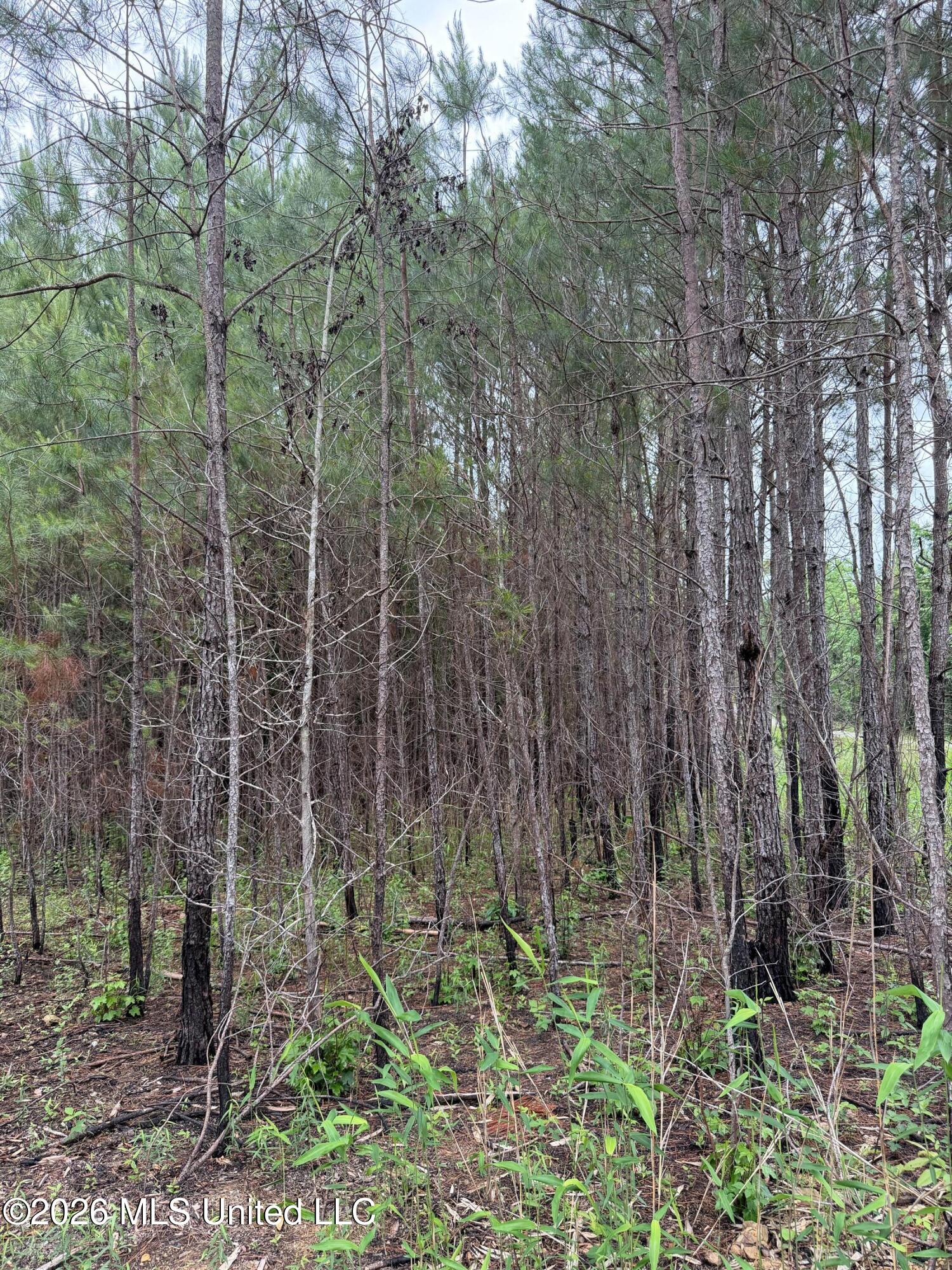 157 Walker Bottom Road Meridian, MS 39301 - Photo 13 of 13 Photo May 11 2026, 12 21 20 PM