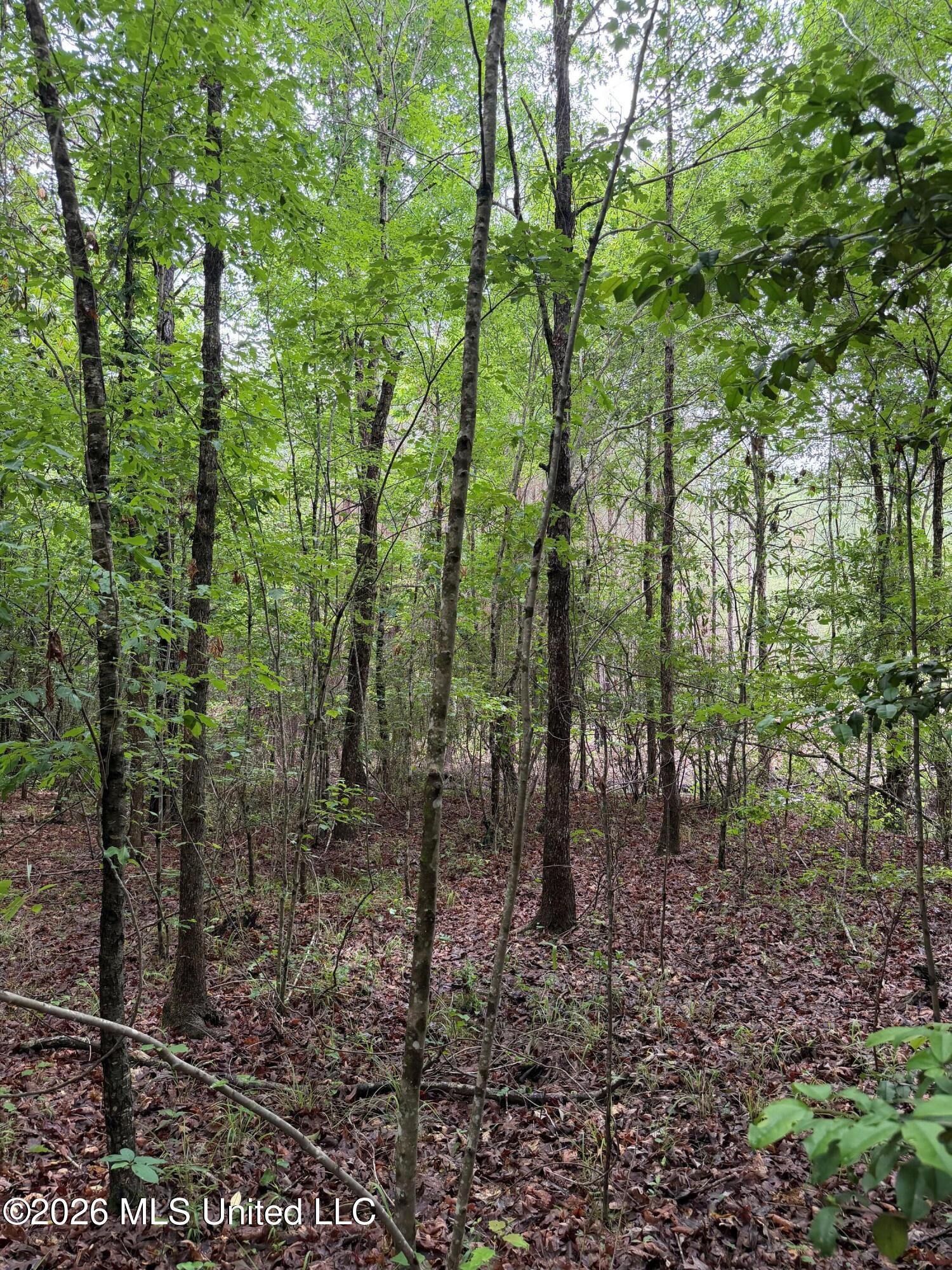 157 Walker Bottom Road Meridian, MS 39301 - Photo 8 of 13 8 (8)