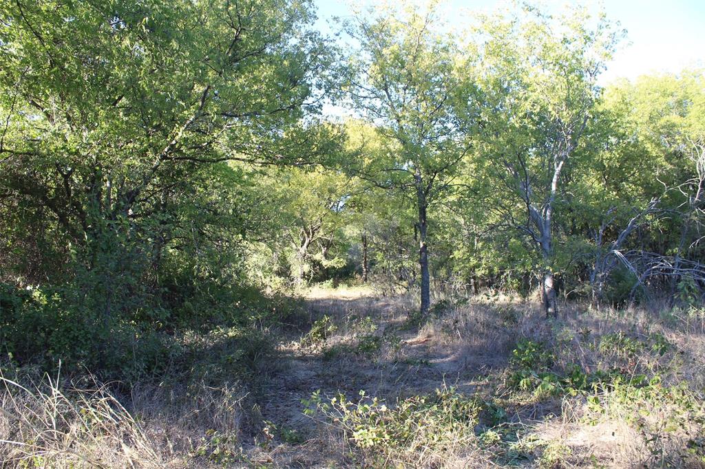0 Eureka School Road Nocona, TX 76255 - Photo 7 of 14 a view of a forest with lots of trees