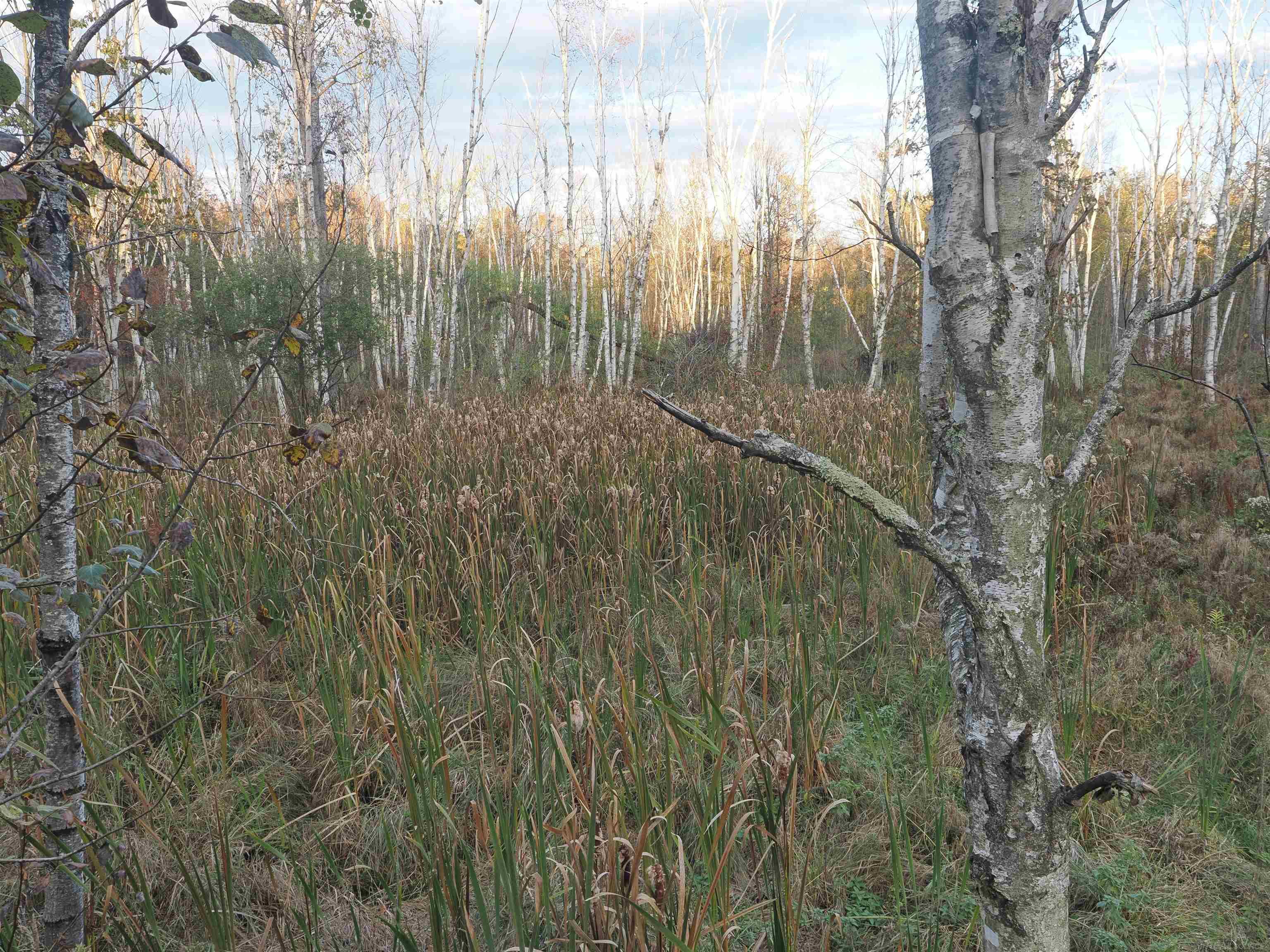 Xxx Tolan Road Spruce, MI 48762 - Photo 39 of 79