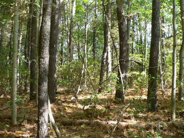 0 Shipyard Road Shenandoah, VA 22849 - Photo 8 of 12 Gallery Image 8