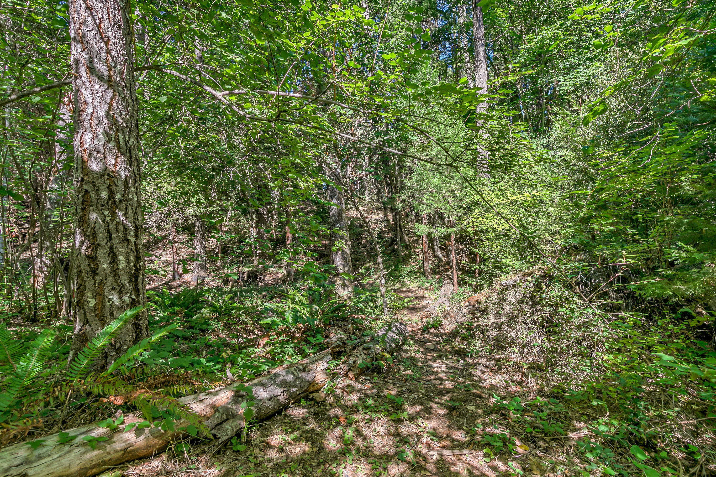 3496 East Fork Road Williams, OR 97544 - Photo 87 of 97 9R9A8316