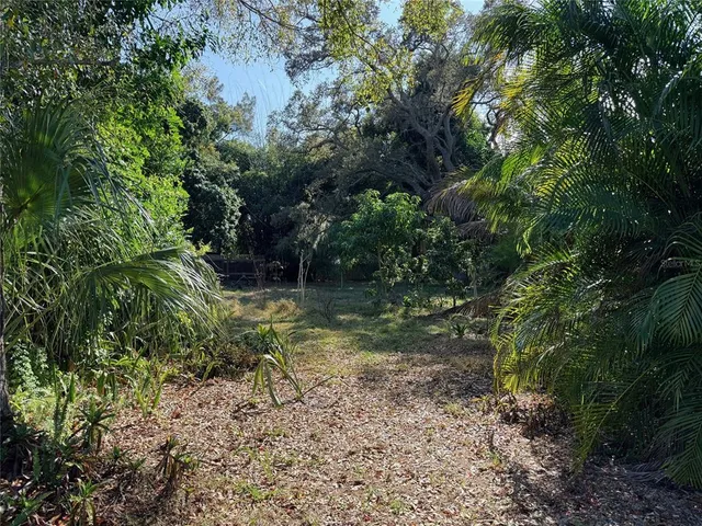 a view of a tree in a yard
