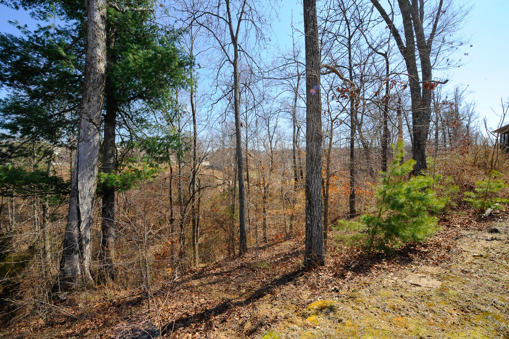 928 Elsborn Ridge Road Maryville, TN 37801 - Photo 10 of 25 View from Back Yard