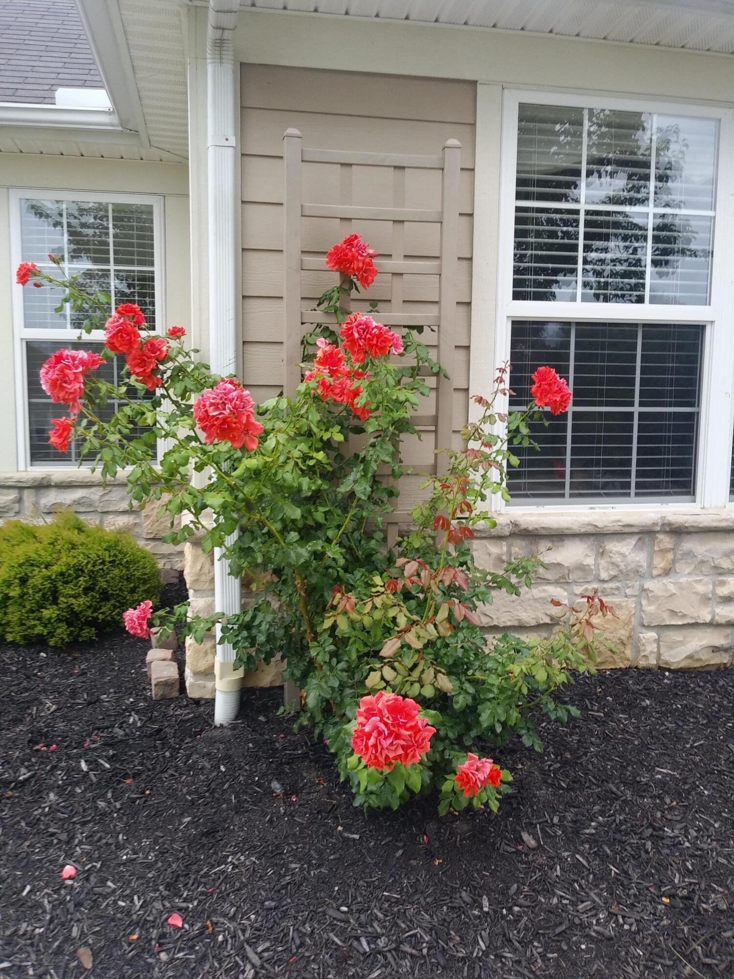 6431 Springwell Place Powell, OH 43065 - Photo 54 of 54 RoseBush2