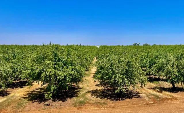 a view of a yard with a tree