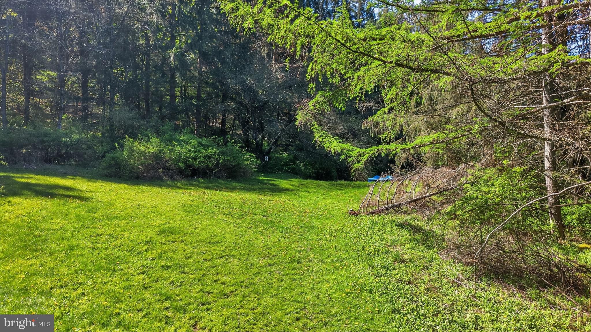 259 A A-Frame Road Coudersport, PA 16915 - Photo 107 of 130 Lush green retreat in serene woods.