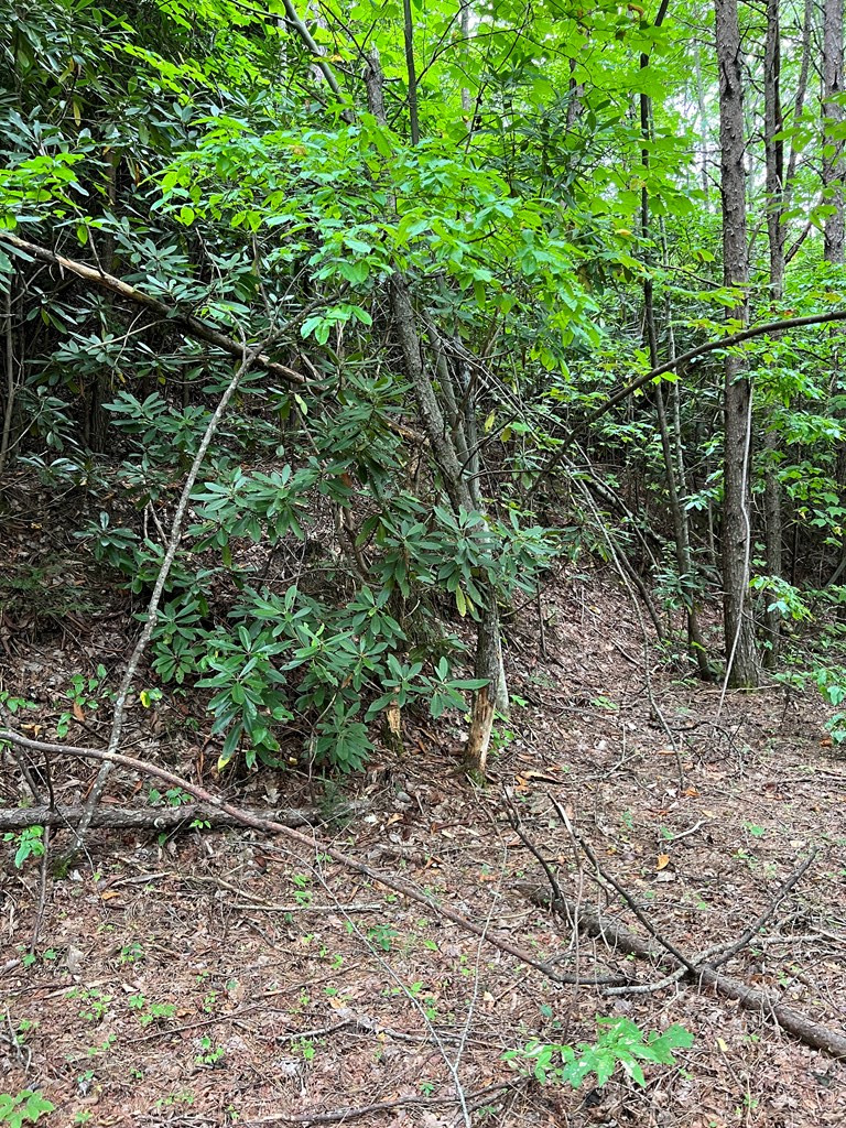 0 Falls Road Andrews, NC 28901 - Photo 9 of 26 Gallery Image 9