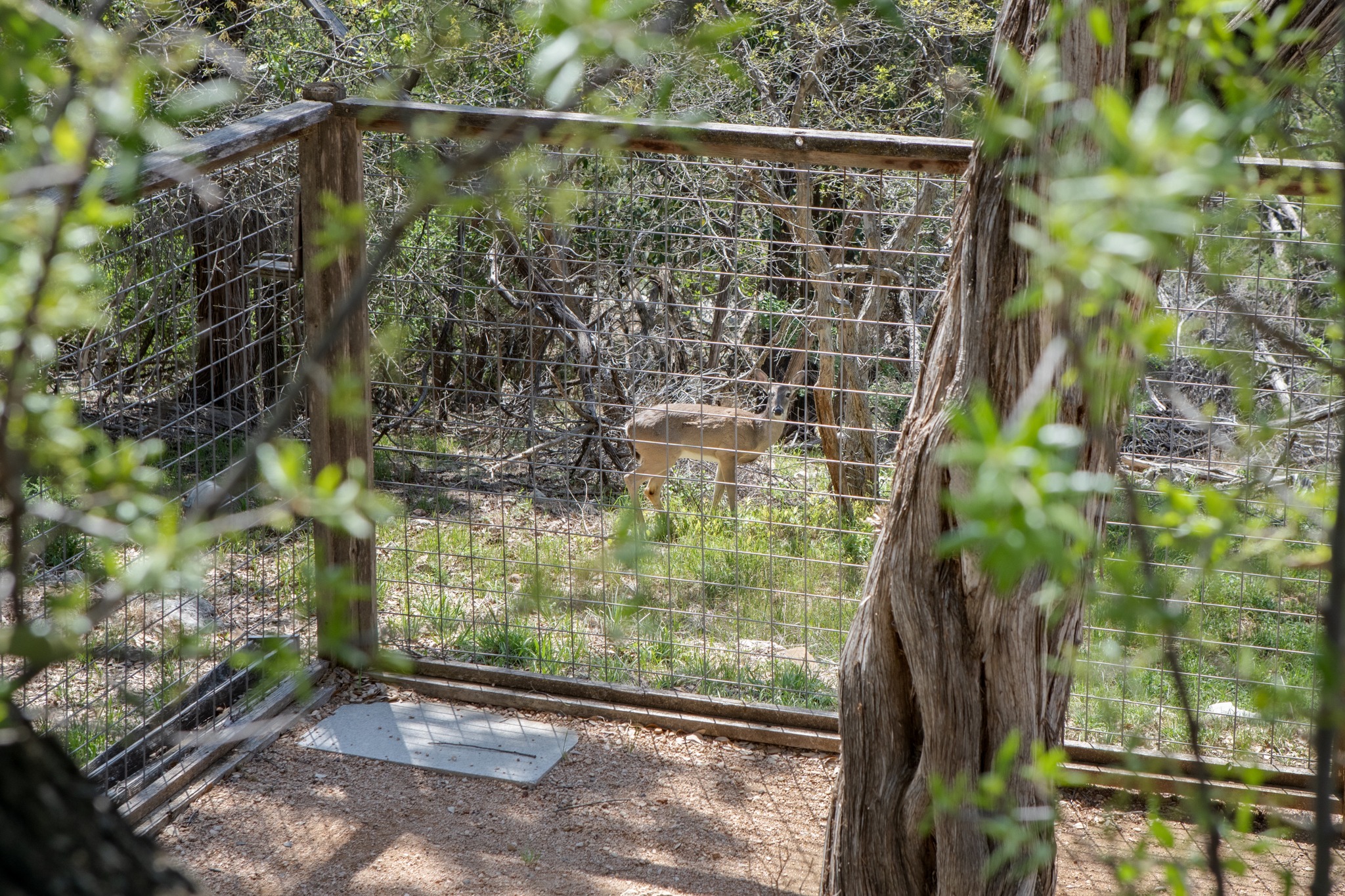 405 Ridgecrest Road Georgetown, TX 78628 - Photo 36 of 40