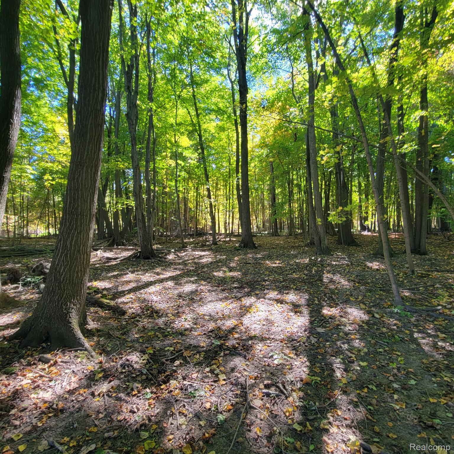 5782 Lyons Road Imlay City, MI 48444 - Photo 32 of 47 WOODS