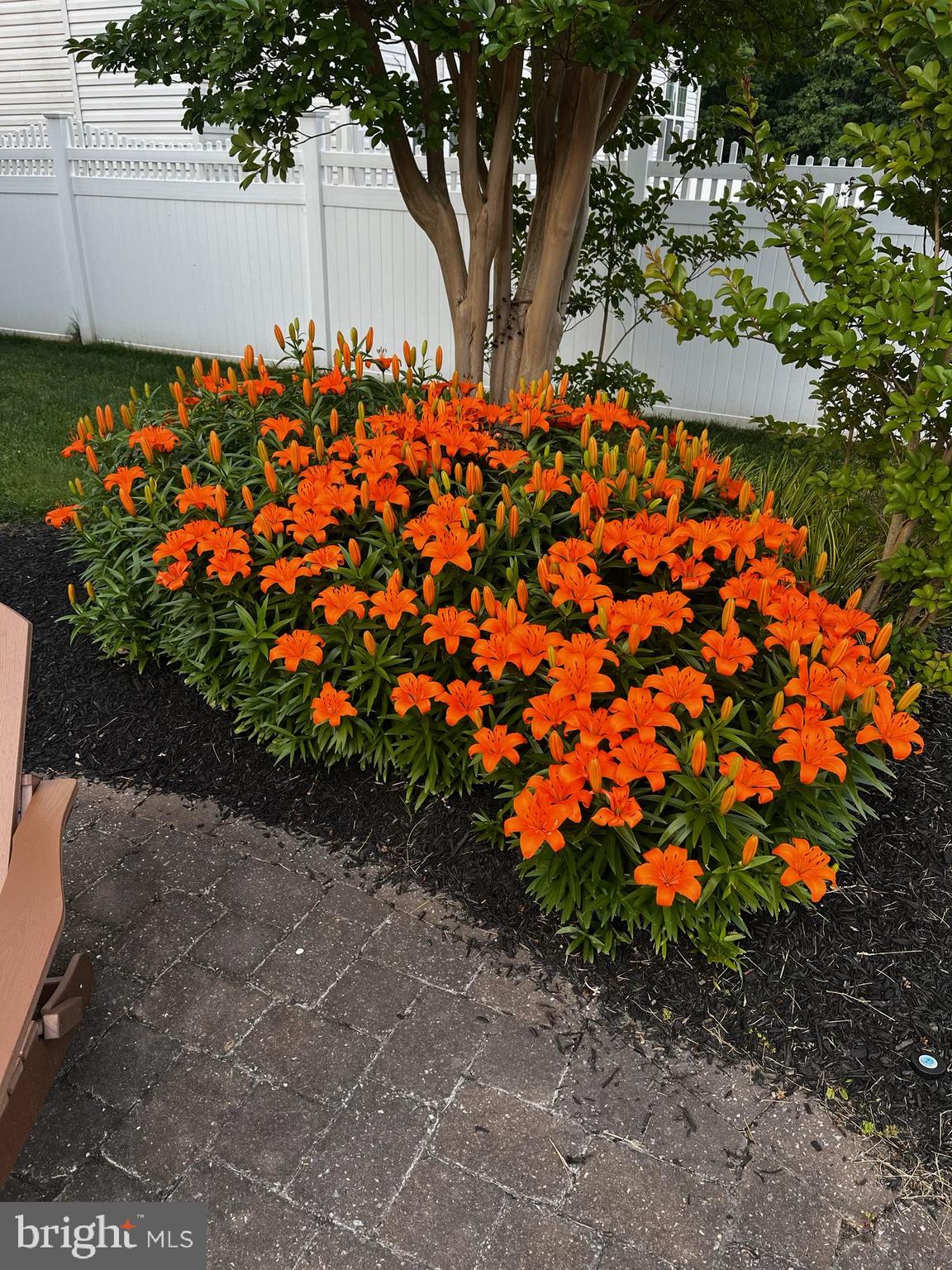 4 Midfield Street Sicklerville, NJ 08081 - Photo 40 of 40 a bunch of flowers in a garden