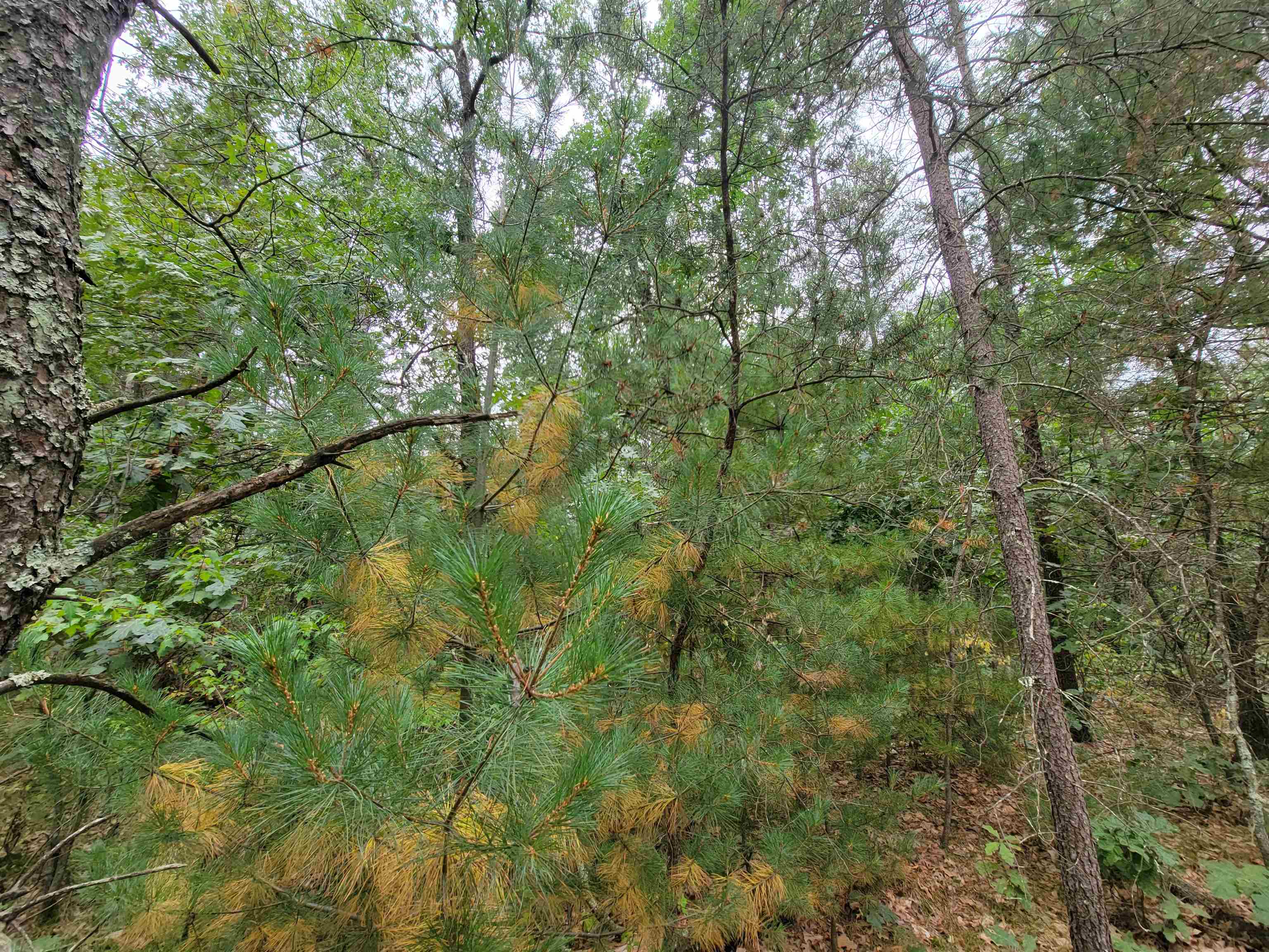 Lot 11-12 French Friendship, WI 53934 - Photo 6 of 8