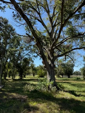 a view of a yard with large trees