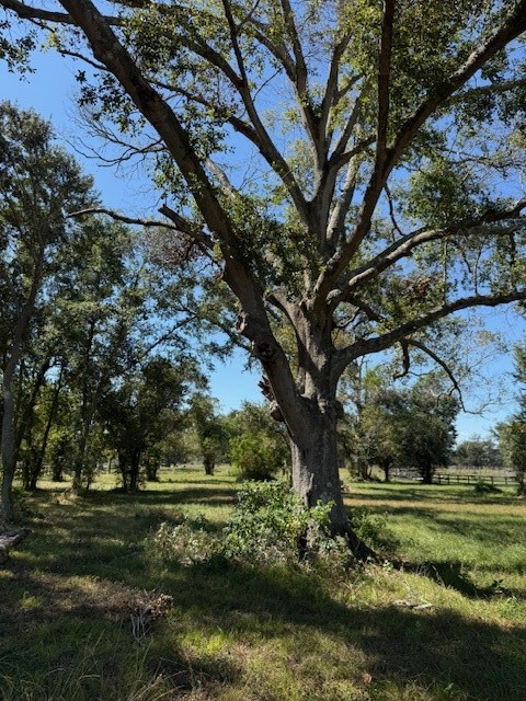 21603 Chenango Lake Drive Angleton, TX 77515 - Photo 4 of 14 a view of a yard with large trees